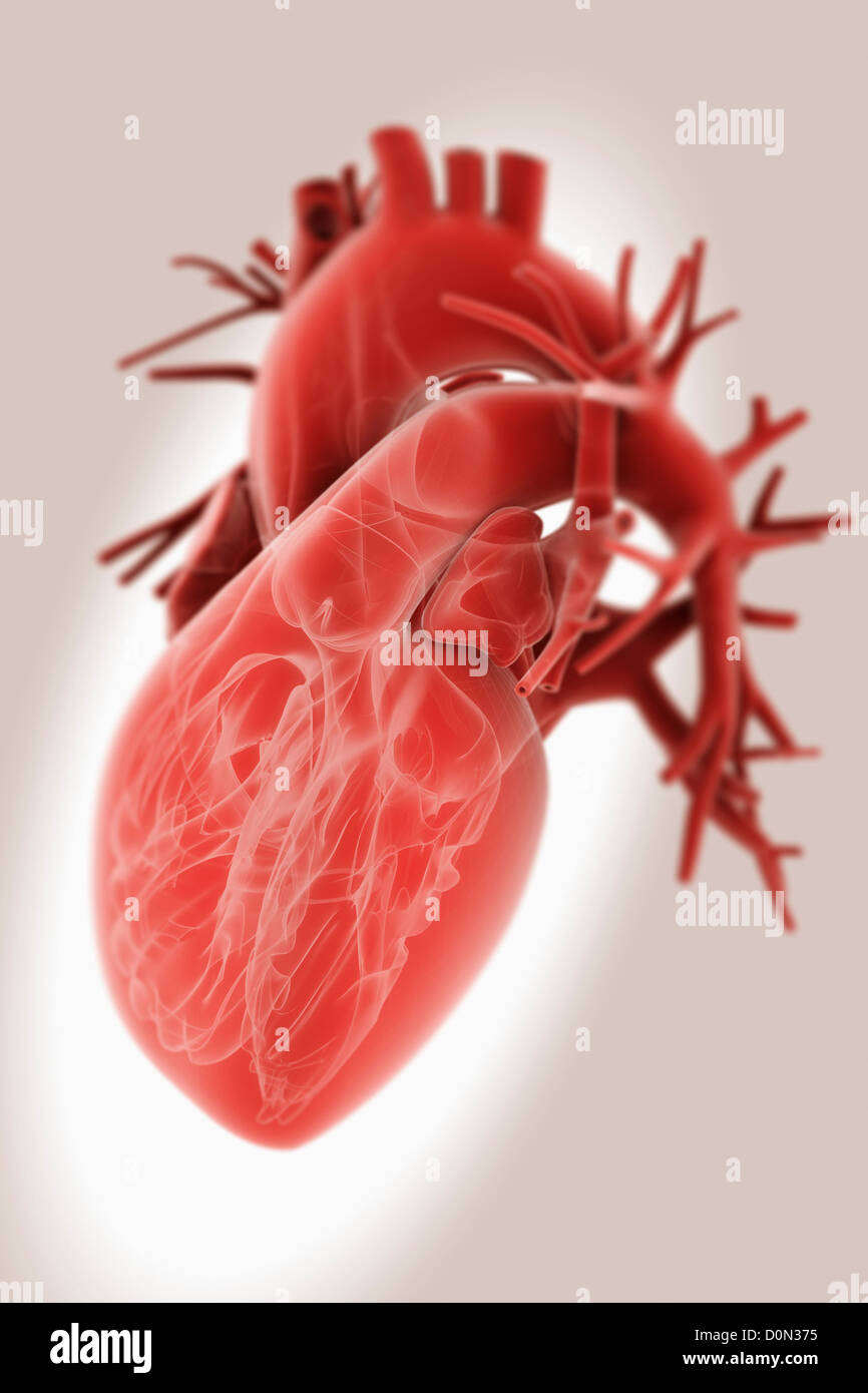 Un coeur humain transparent avec anatomie interne visible. Banque D'Images