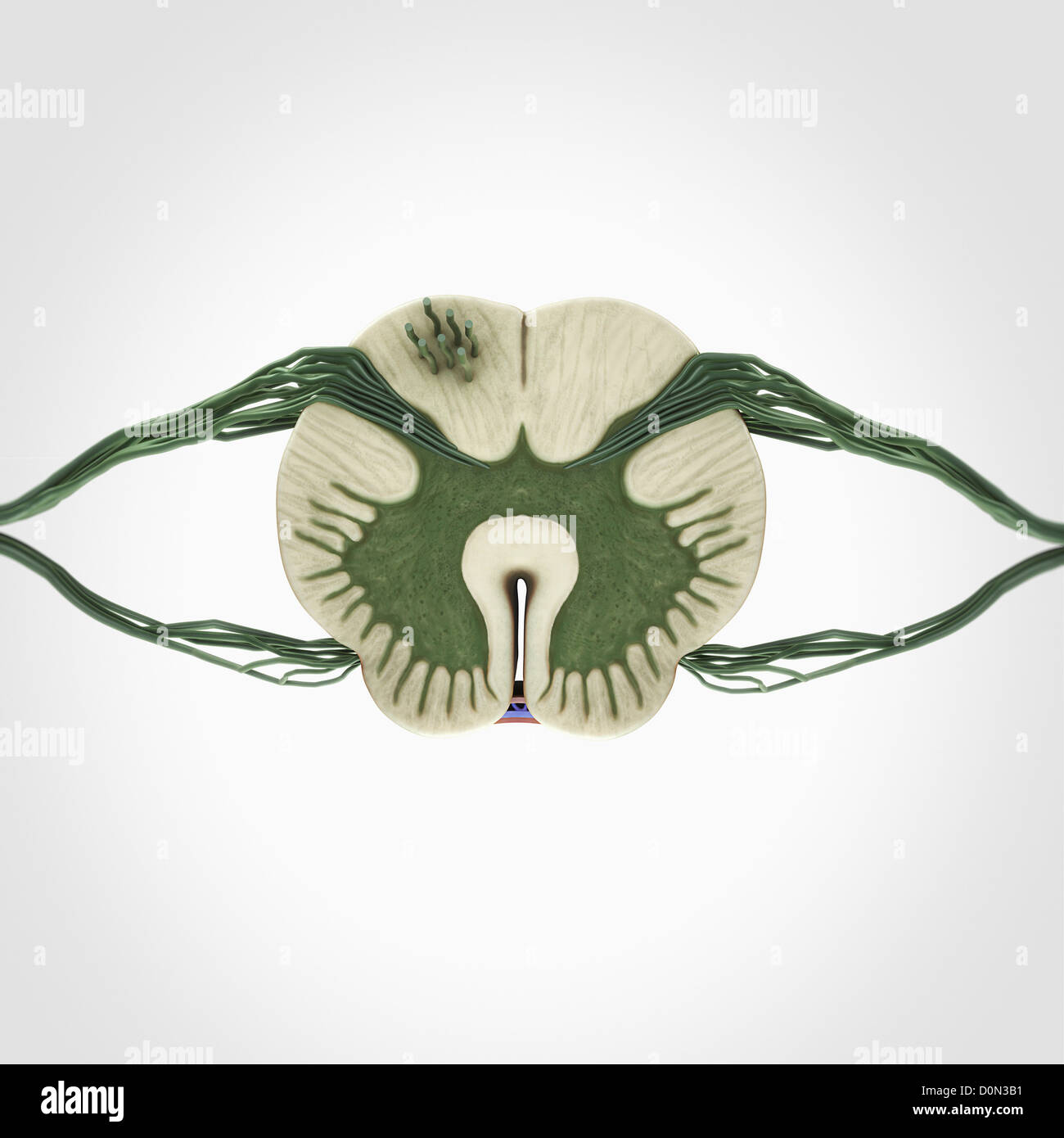 Une section de la moelle épinière isolé sur le fond blanc. Remarque La connexion de filaments de la racine dorsale et ventrale. Banque D'Images