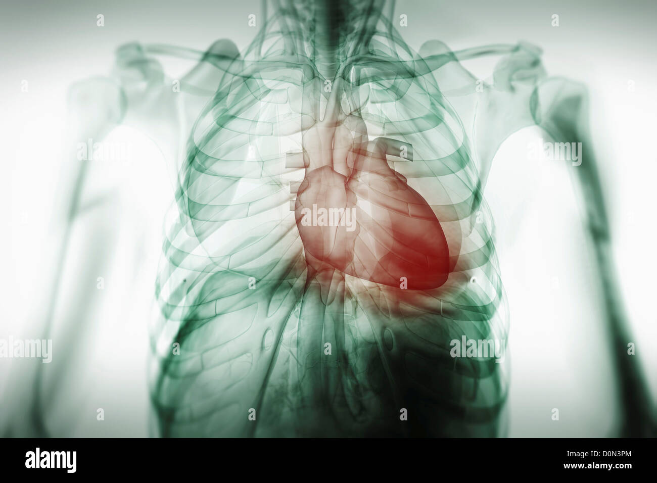 vue-avant-de-l-anatomie-du-thorax-le-c-ur-est-mis-en-vidence-en-rouge