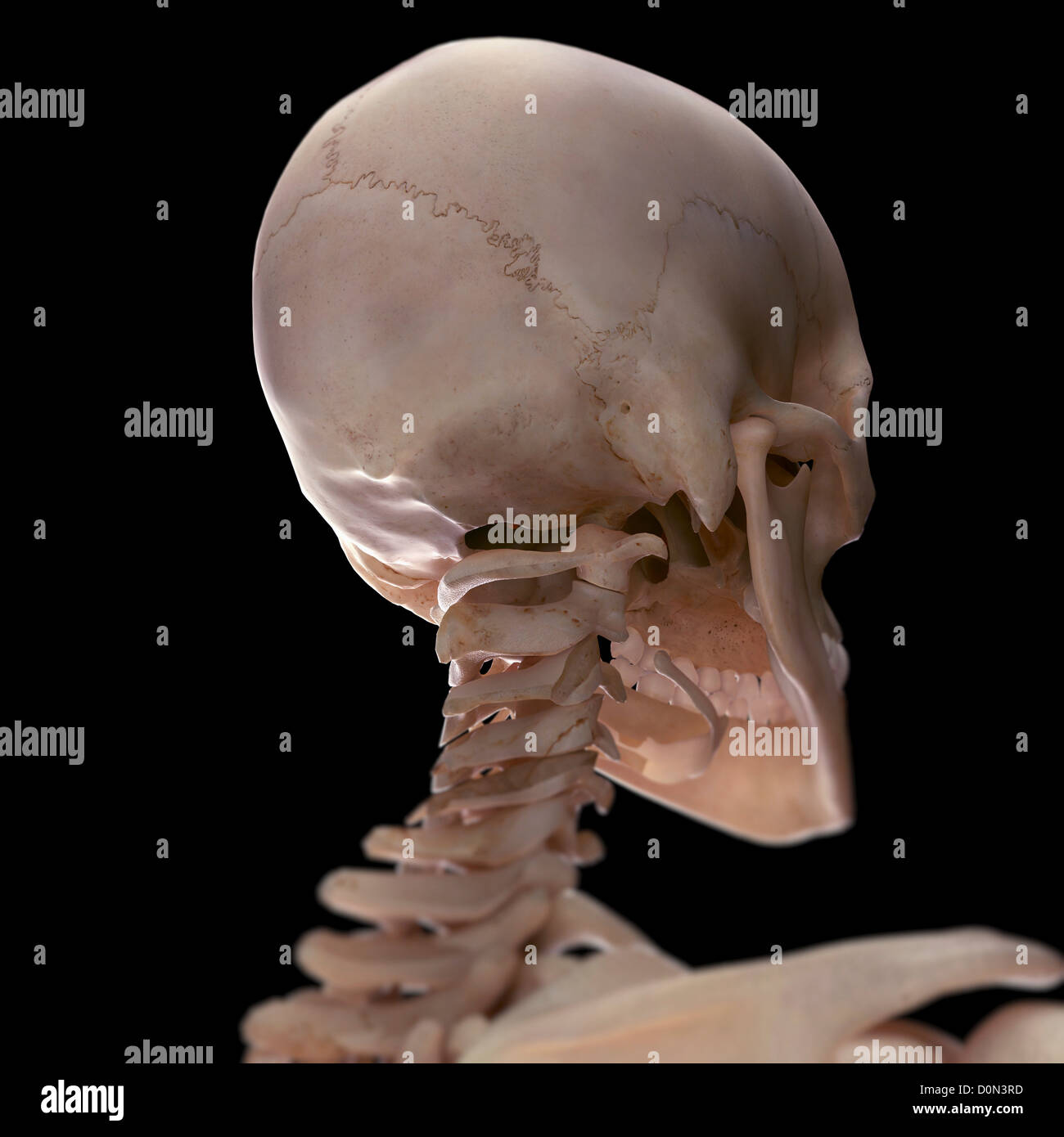 Les os de la tête et du cou vu de l'arrière. Banque D'Images