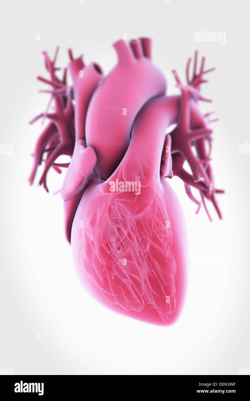 Un coeur humain transparent avec anatomie interne visible. Banque D'Images