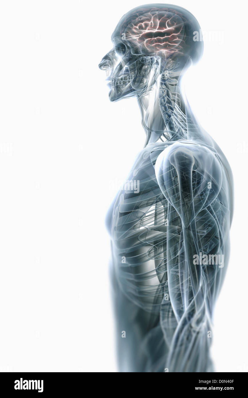 Vue côté stylisé de la partie supérieure du corps avec l'anatomie interne et le cerveau visible. Banque D'Images