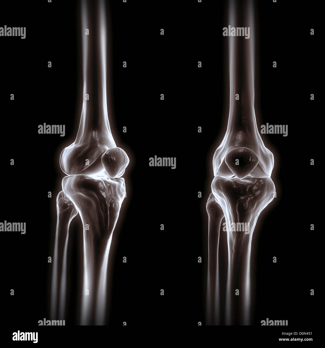 Les os du genou vu de l'avant et trois-quart de perspectives. Banque D'Images