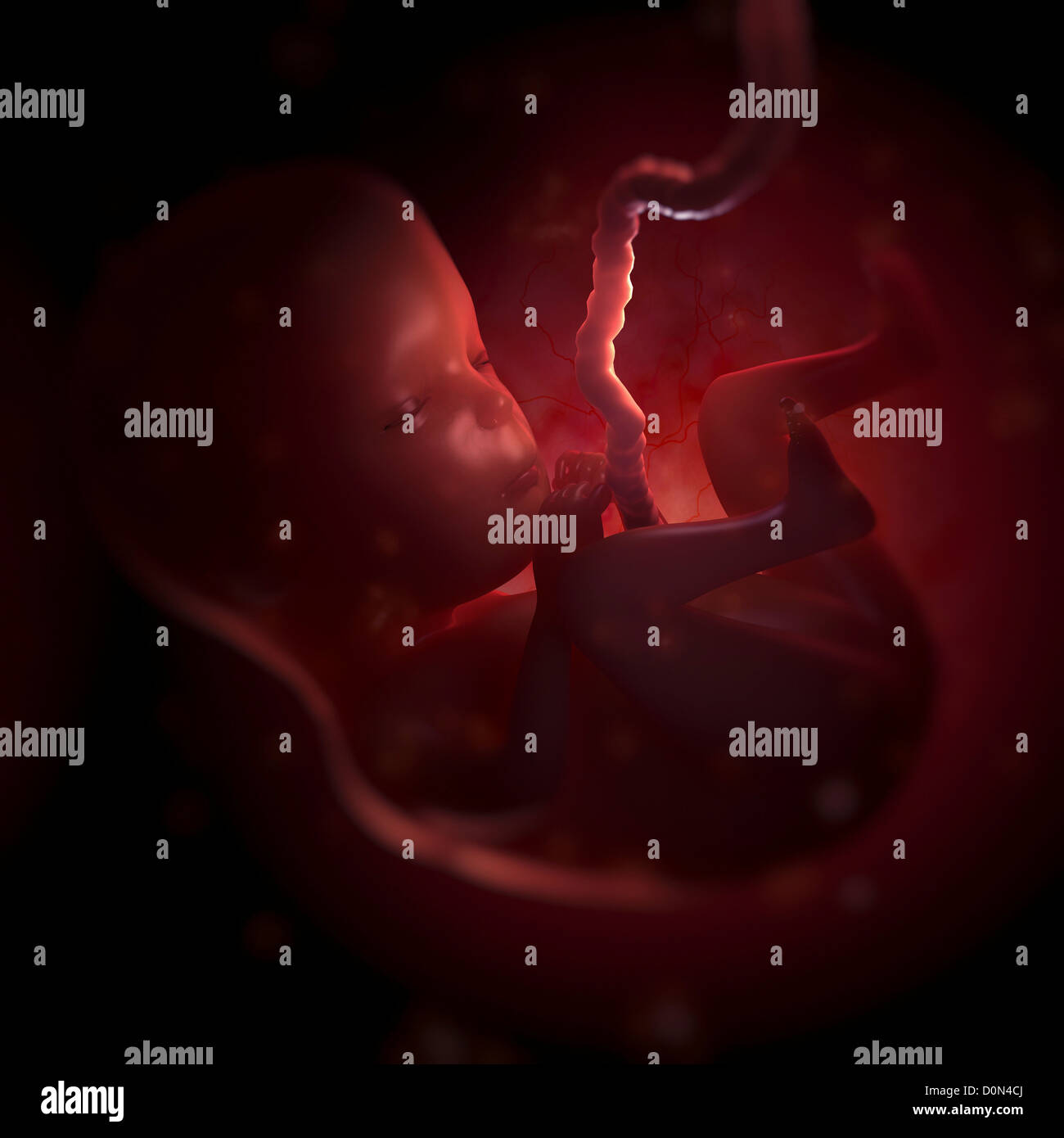 Le foetus dans l'utérus. (Semaine 15 après la dernière période menstruelle ou LMP) Banque D'Images