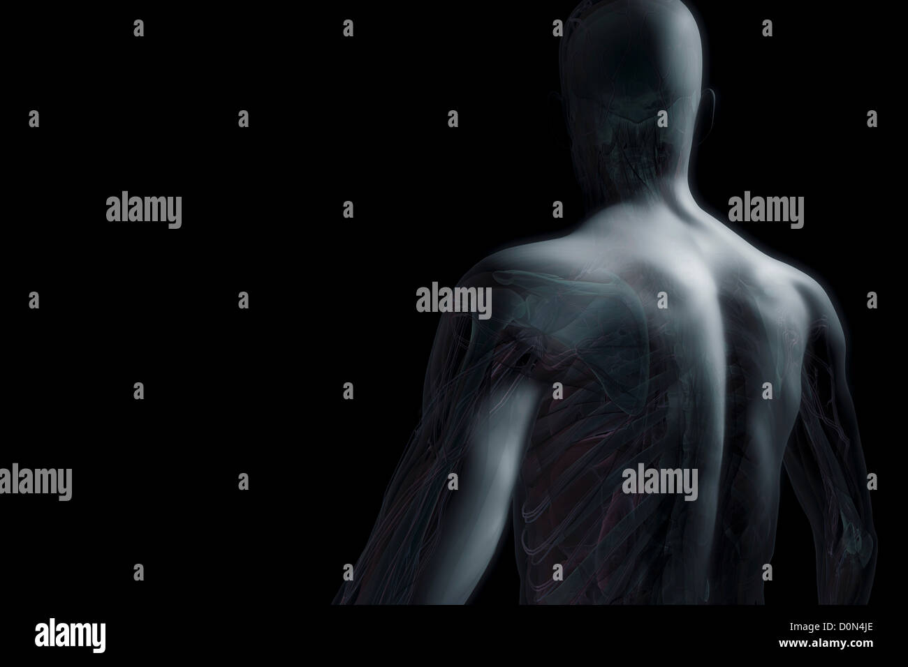 La figure masculine avec peau transparente à partir de l'arrière à l'intérieur de l'anatomie révélant partiellement. Banque D'Images