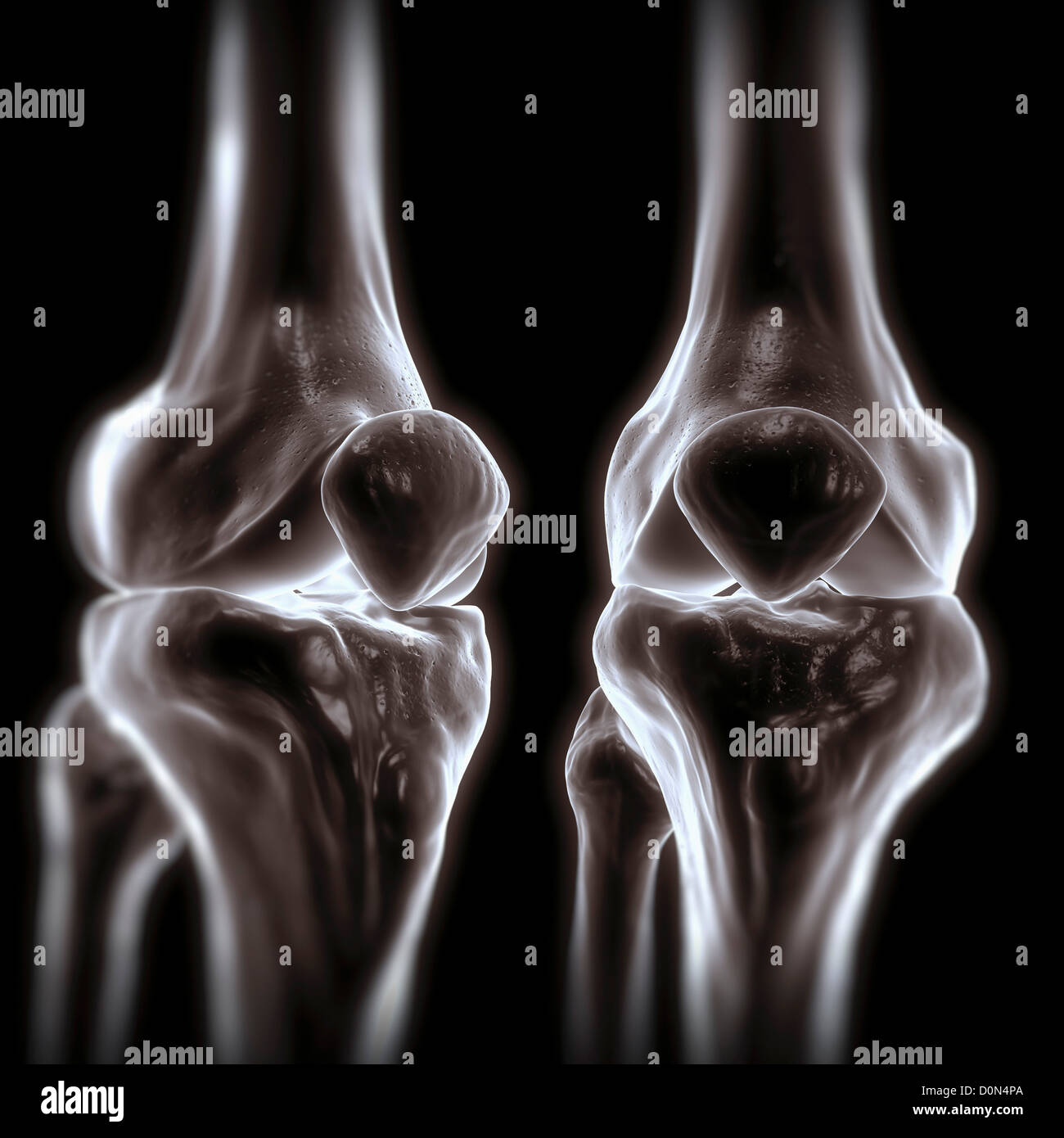 Les os du genou vu de l'avant et trois-quart de perspectives. Banque D'Images