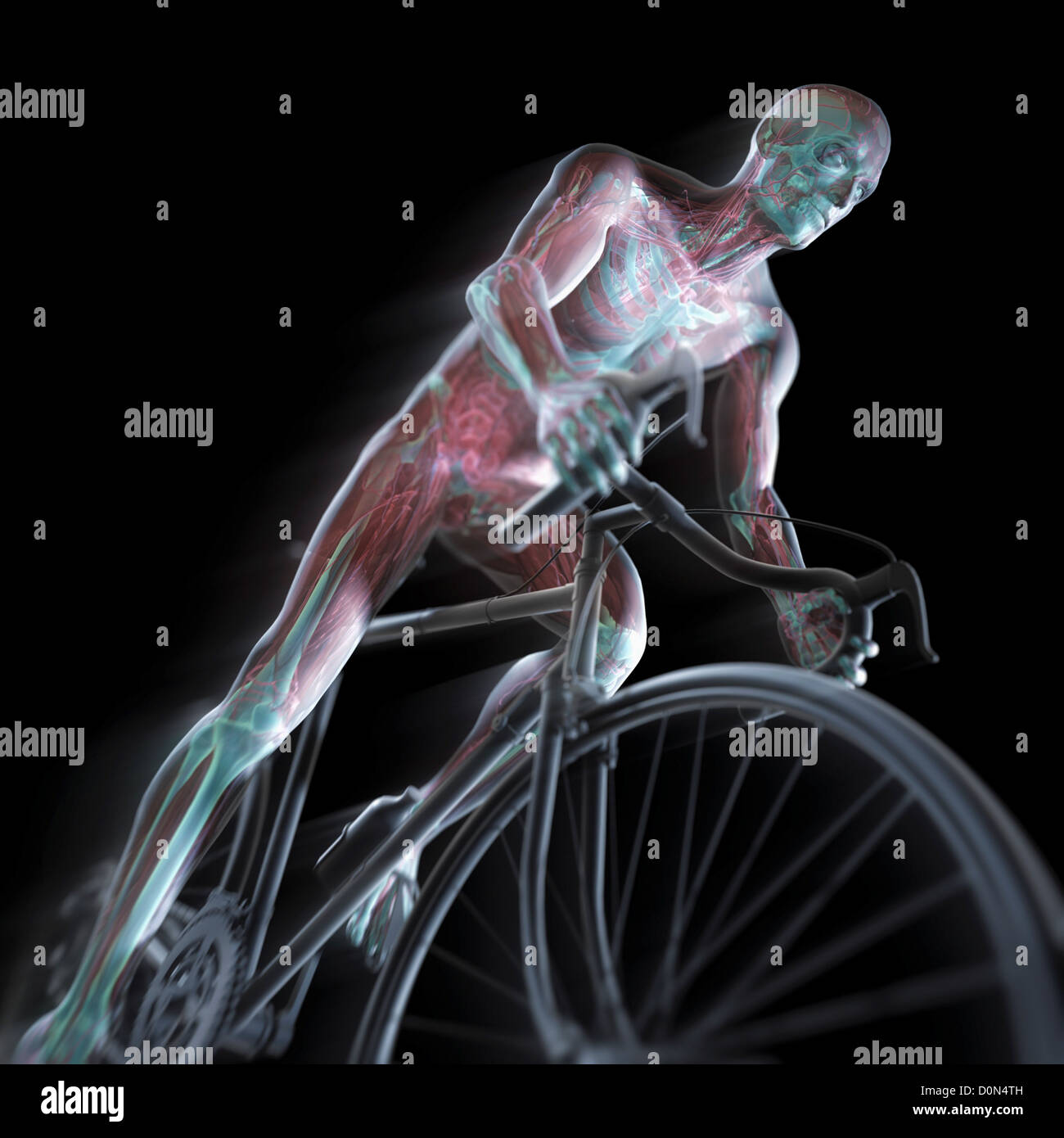 Un vélo Vélo figure masculine. L'anatomie interne est visible dans l'organisme. Banque D'Images