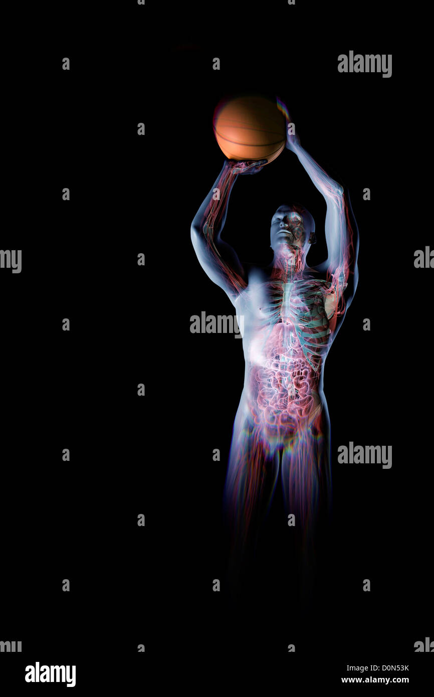 La figure masculine de basket-ball avec un saut sur le point de prendre un coup. L'anatomie interne est visible dans l'organisme. Banque D'Images