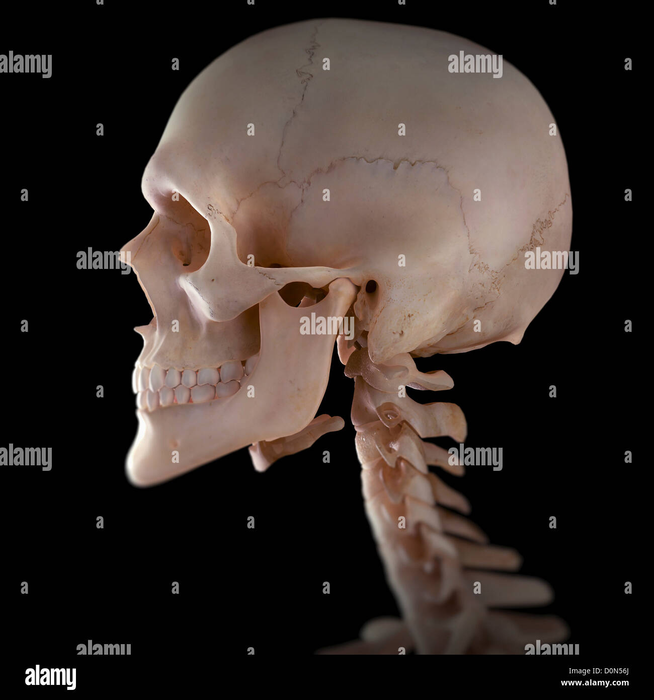 Les os de la tête et du cou vu de côté. Banque D'Images