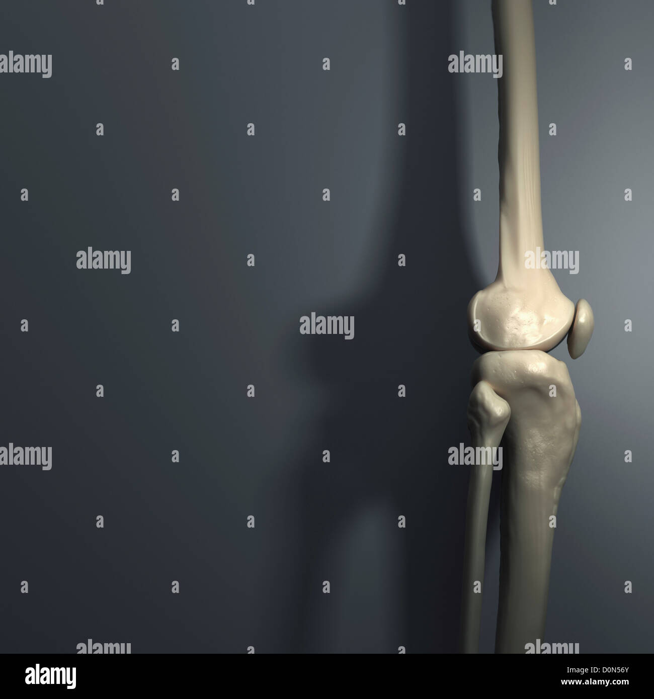 Les os du genou vu de côté sur un arrière-plan gris. Banque D'Images