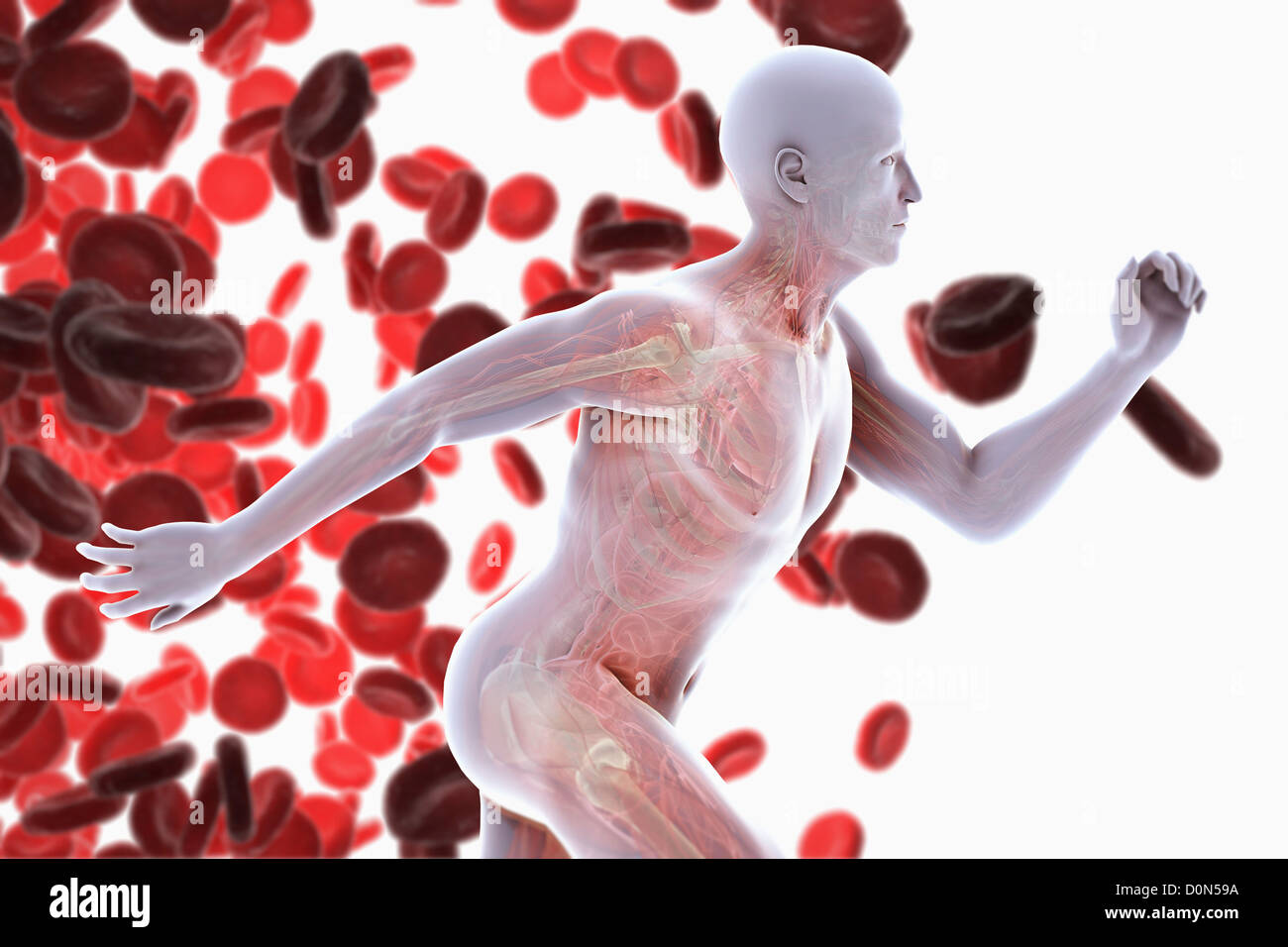 Une figure masculine sprint anatomie interne visible sur toile de globules rouges. Les globules rouges sont essentiels au transport Banque D'Images
