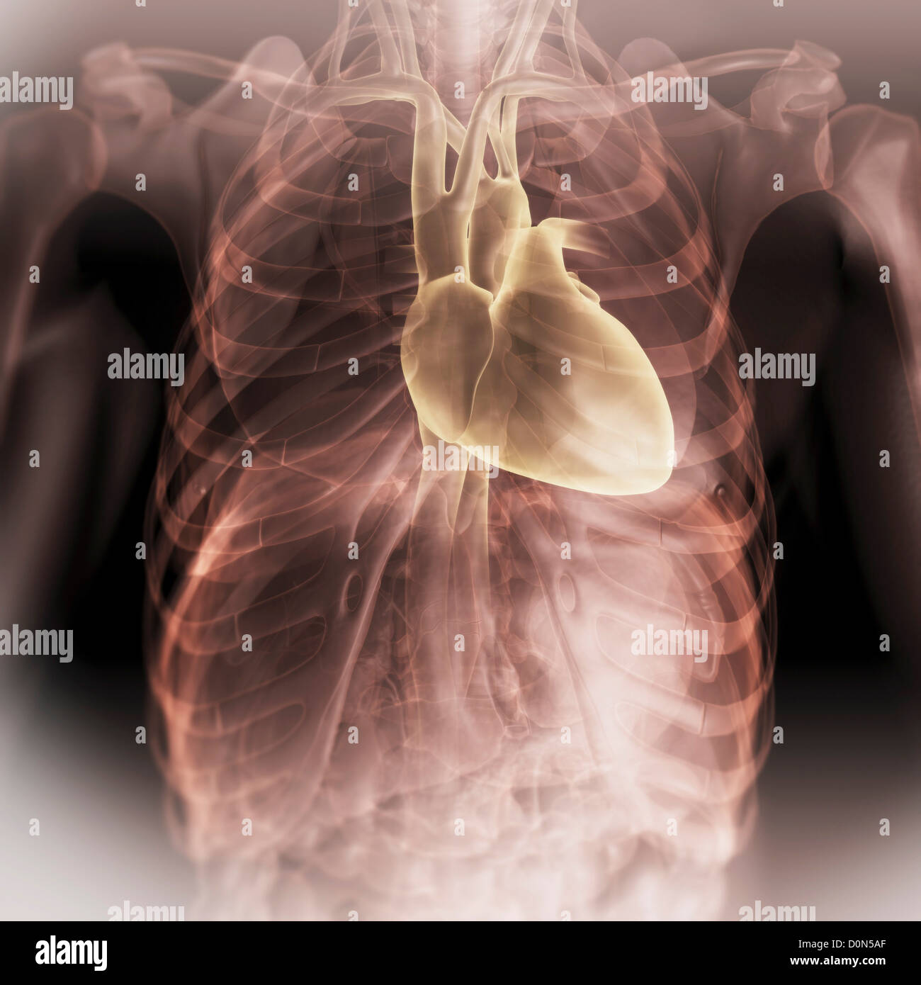 Vue avant du thorax avec l'anatomie du cœur en surbrillance. Banque D'Images