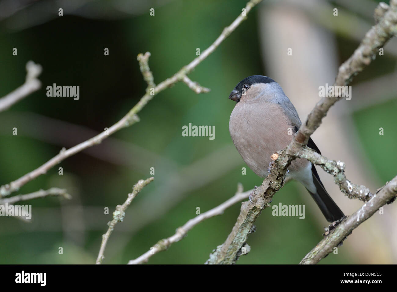Canard colvert - Nord - Bouvreuil Pyrrhula pyrrhula Bouvreuil (commune) de sexe féminin, perché sur une branche Banque D'Images