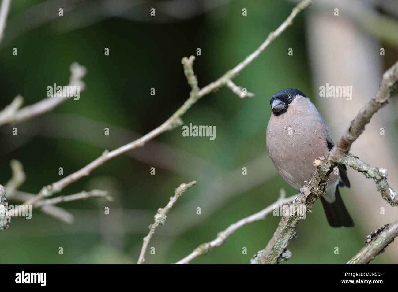 Canard colvert - Nord - Bouvreuil Pyrrhula pyrrhula Bouvreuil (commune) de sexe féminin, perché sur une branche Banque D'Images
