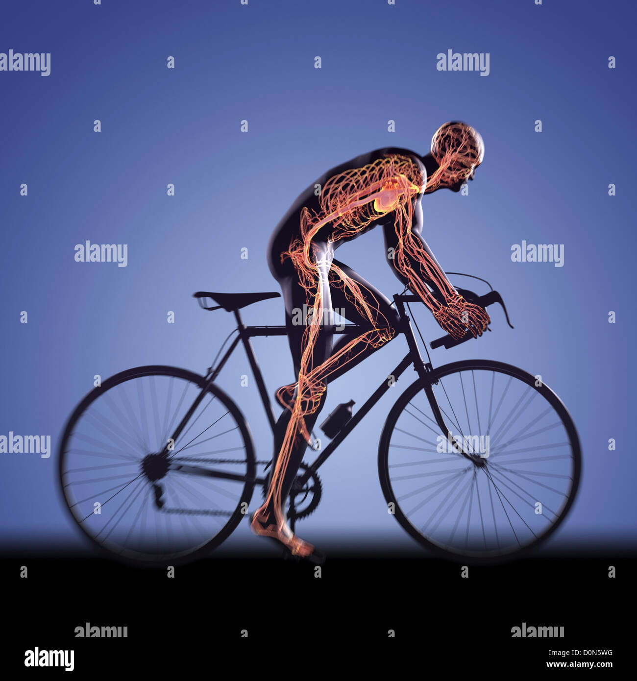 Silhouette d'un vélo Vélo figure masculine avec anatomie interne du système cardiovasculaire visible dans le corps. Banque D'Images