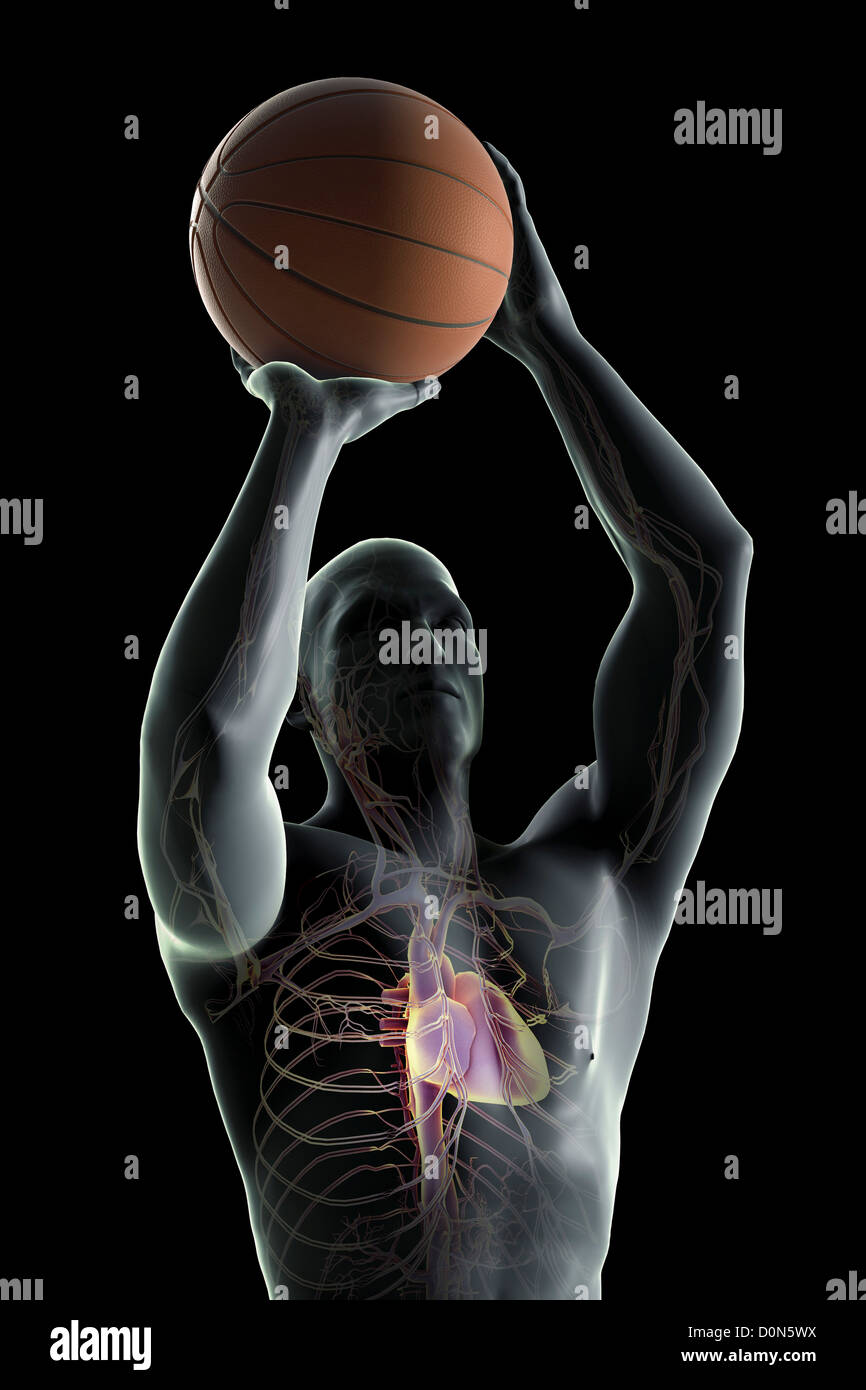 La figure masculine de basket-ball de saut sur prendre photo. Anatomie interne système cardiovasculaire est visible dans les corps. Banque D'Images