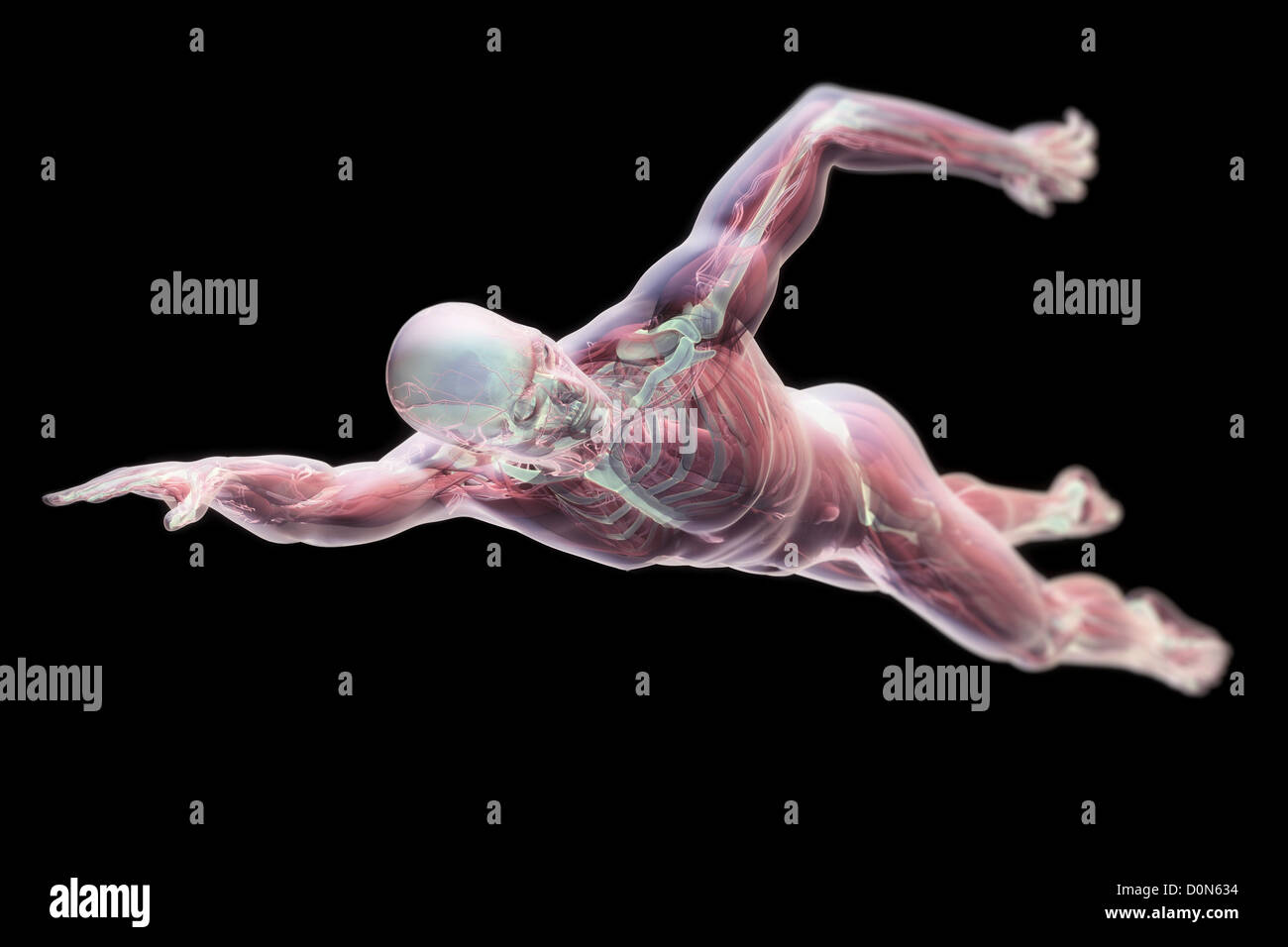 Une figure masculine piscine mi-course avec peau transparente révélant l'anatomie interne. Banque D'Images