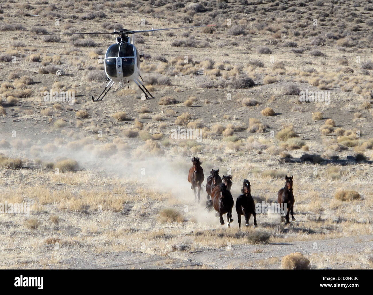 Un troupeau de chevaux sauvages est arrondi par hélicoptère pendant la cabane en pierre se réunissent dans le cadre du Bureau de la gestion des terres visant à réduire la taille de la population le 6 février 2012 près de Stone Chalet, NV. Banque D'Images