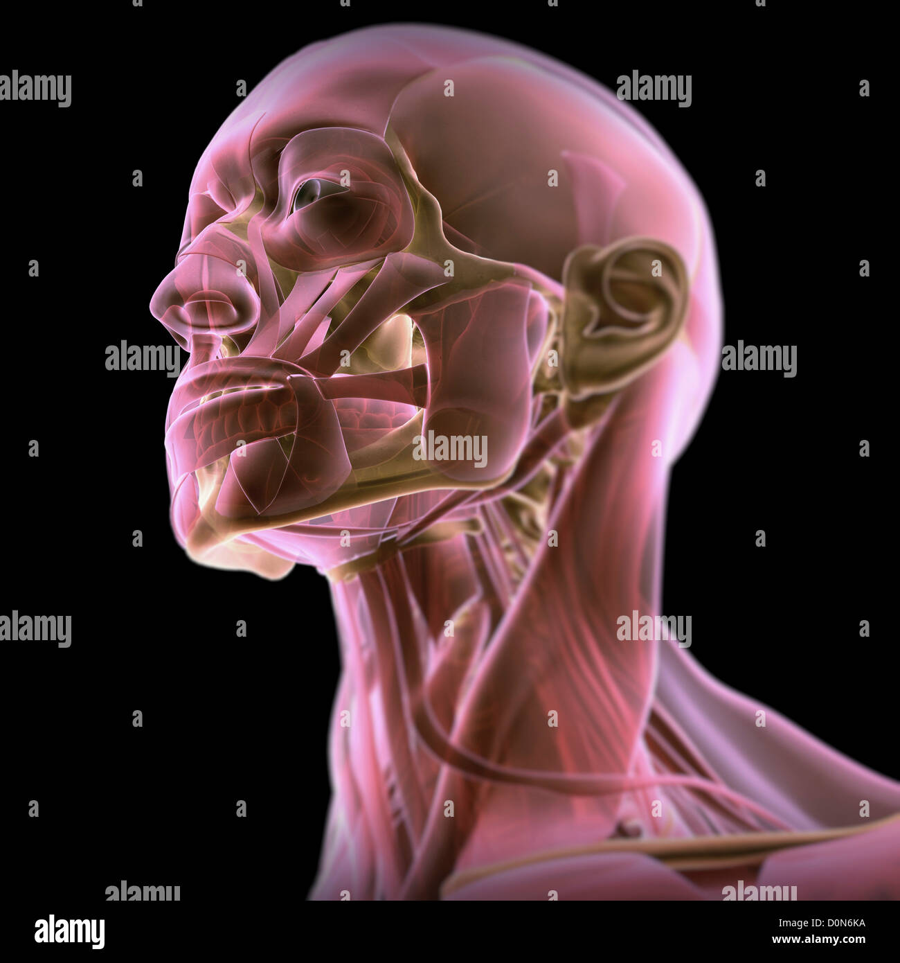 Vue de trois-quarts face anatomie cou. les muscles sont partiellement transparents révèlent les os sous la face. Banque D'Images