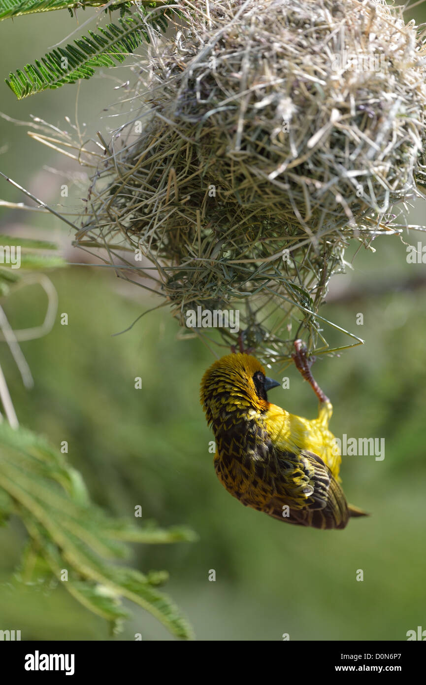 Speke's Weaver Ploceus spekei (mâle) la construction de son nid Soysambu sanctuary - Kenya Banque D'Images