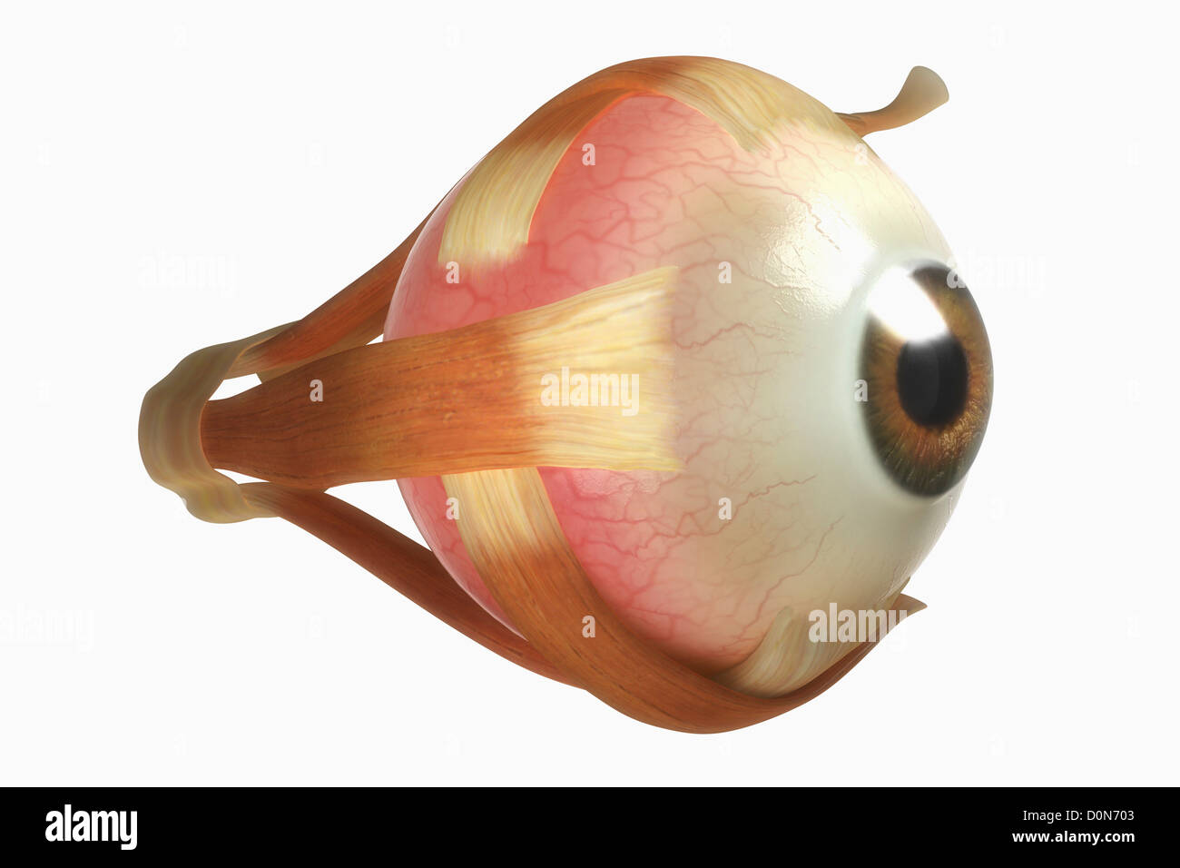 Un œil humain isolé balle avec ses muscles. Banque D'Images