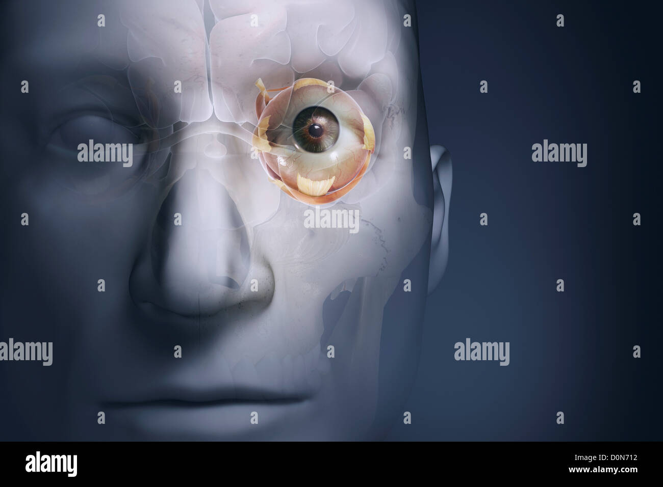 Une vue rapprochée d'un modèle anatomique montrant l'anatomie de l'œil gauche en relation avec le cerveau et le crâne. Banque D'Images