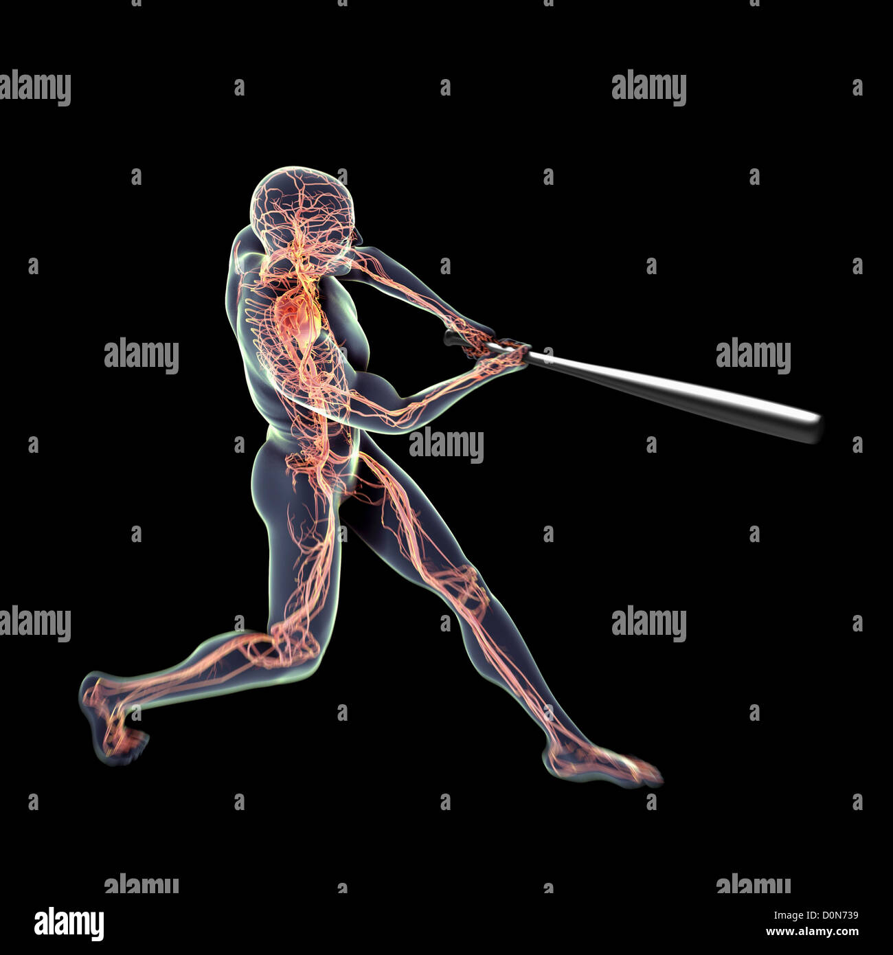 La figure masculine balancer une batte de baseball. L'anatomie interne du système cardiovasculaire est visible dans l'organisme. Banque D'Images