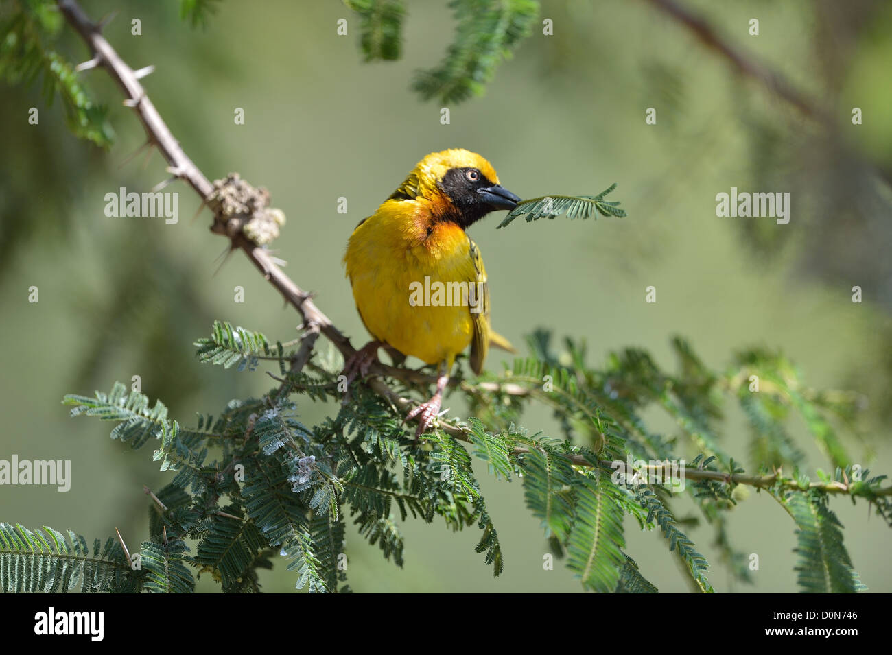 Speke's Weaver (Ploceus spekei) mâle perché sur une branche avec le matériel du nid dans le projet de loi Soysambu sanctuary - Kenya Banque D'Images