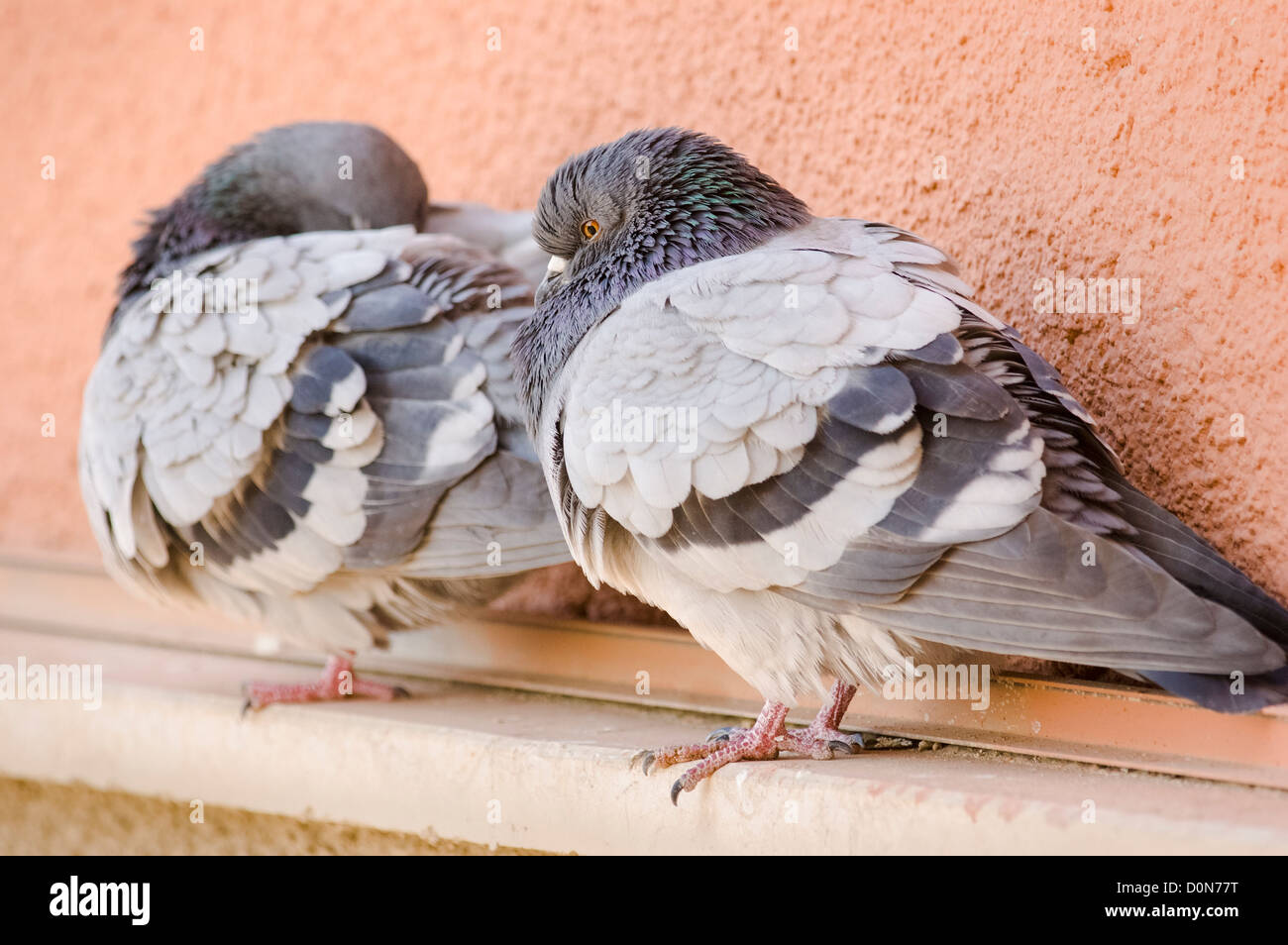 Deux pigeons (Columba livia) perché sur une corniche Banque D'Images