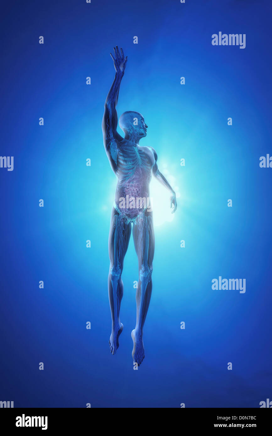 Une figure masculine piscine mi-course avec peau transparente révélant l'anatomie interne. Banque D'Images