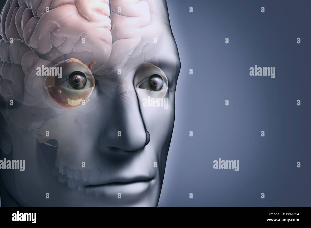 Une vue rapprochée d'un modèle anatomique montrant l'anatomie des yeux — free download