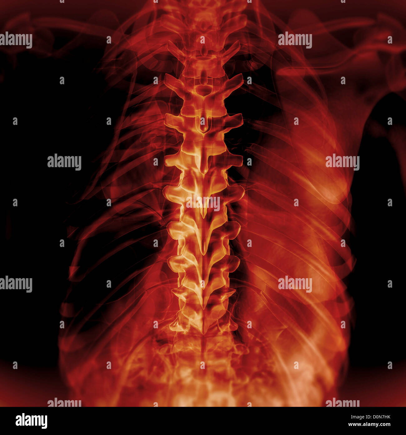 Vue arrière retour anatomie peau transparente révélant l'anatomie interne. Remarque L'anatomie de la colonne vertébrale est en surbrillance. Banque D'Images