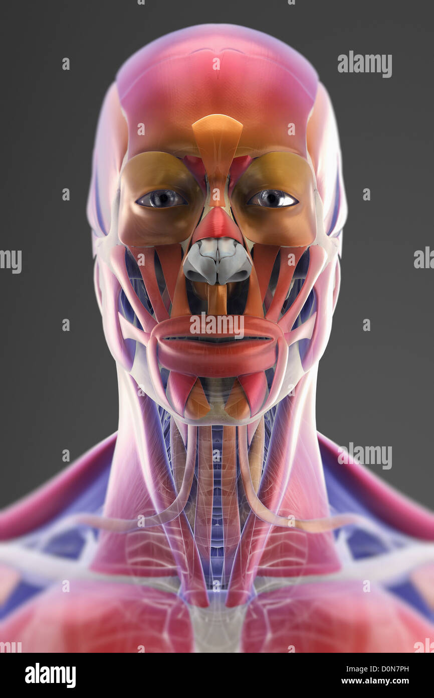 Une peau transparente révèle les muscles squelettiques et les structures sous. Les os ont un X-ray l'apparence. Banque D'Images