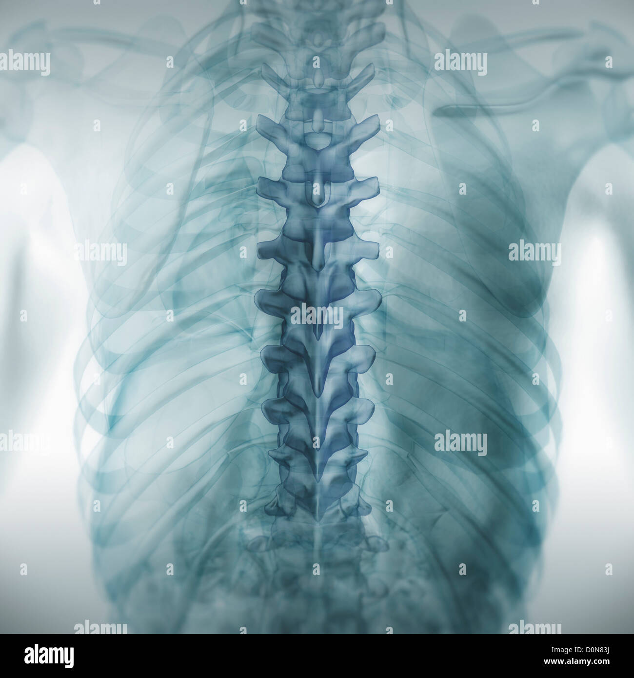 Vue arrière retour anatomie peau transparente révélant l'anatomie interne. Remarque L'anatomie de la colonne vertébrale est en surbrillance. Banque D'Images