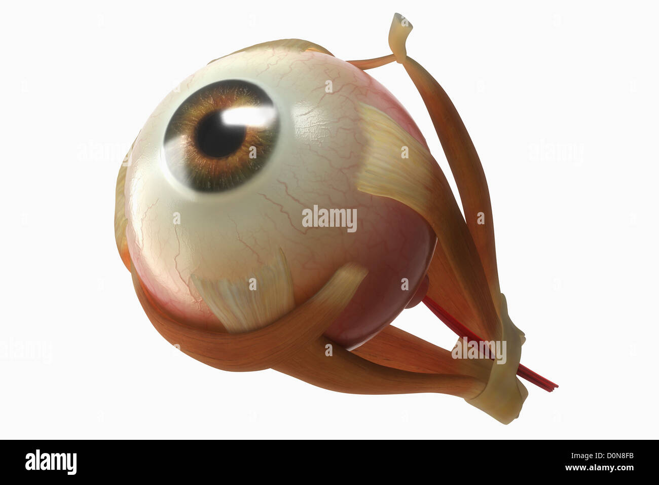 Un œil humain isolé balle avec ses muscles. Banque D'Images