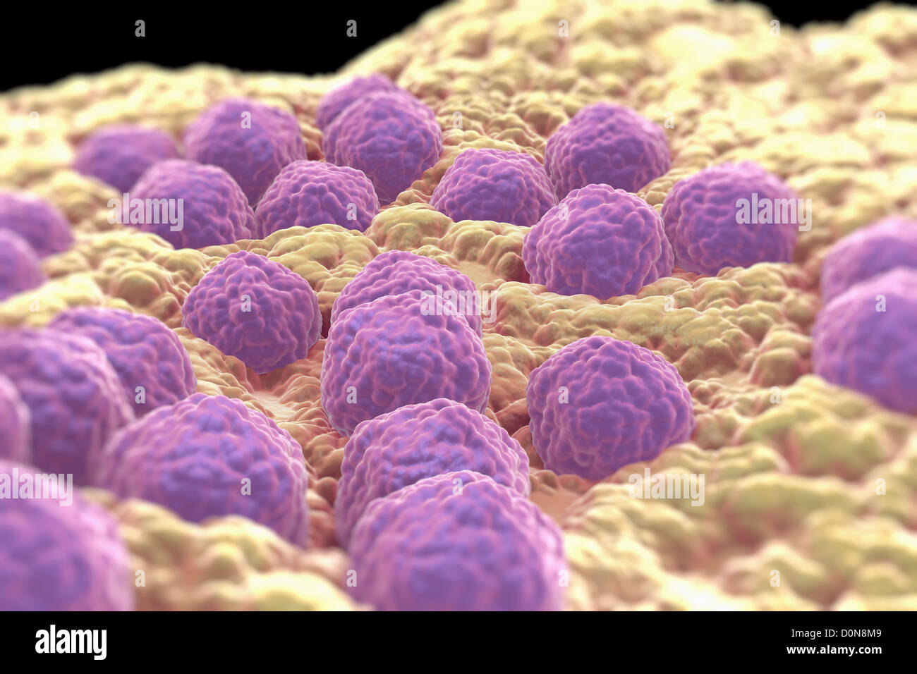 Les particules du virus de la rubéole sur la surface cellulaire ...