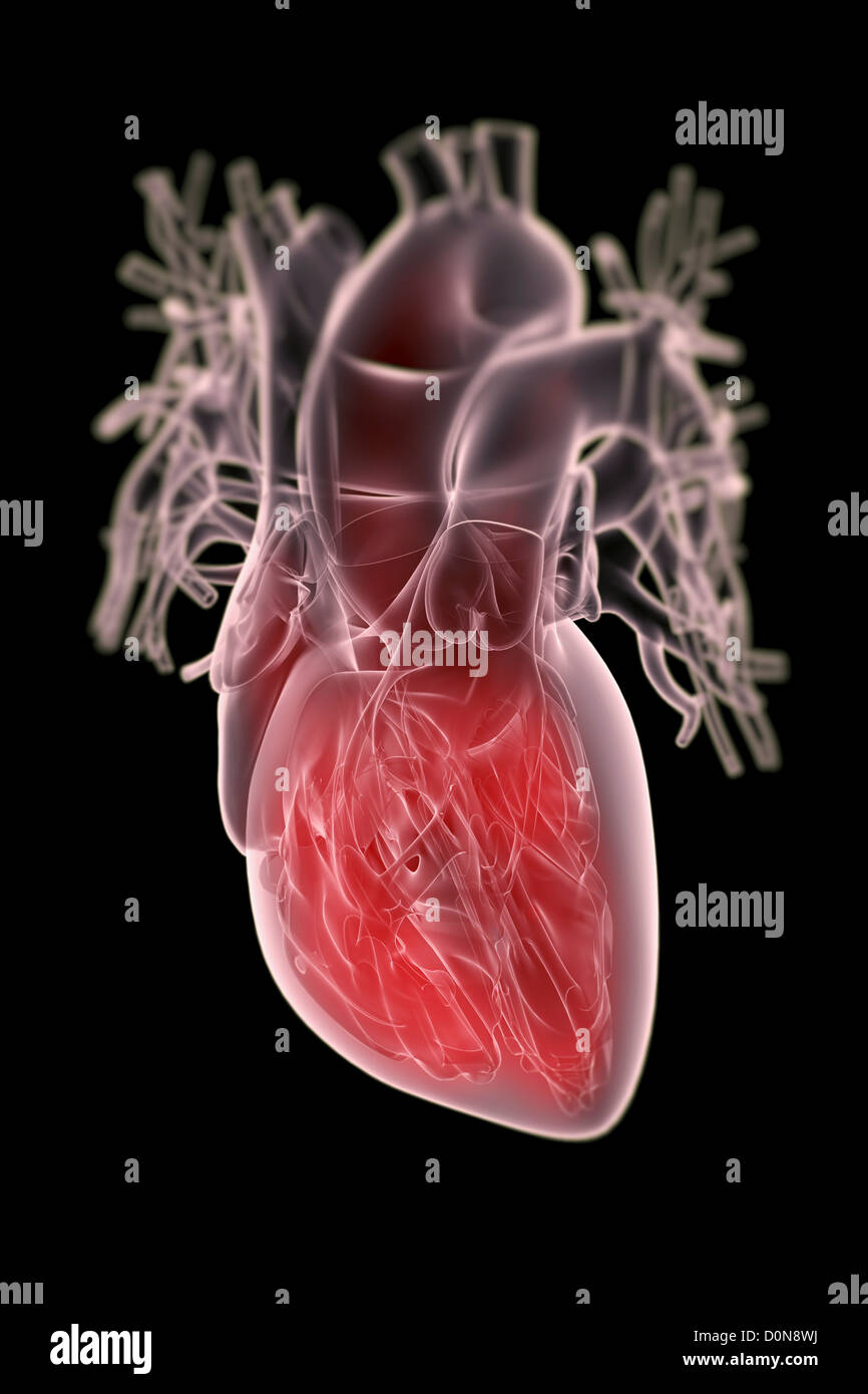 Un coeur humain transparent avec l'anatomie interne mis en évidence en rouge. Banque D'Images