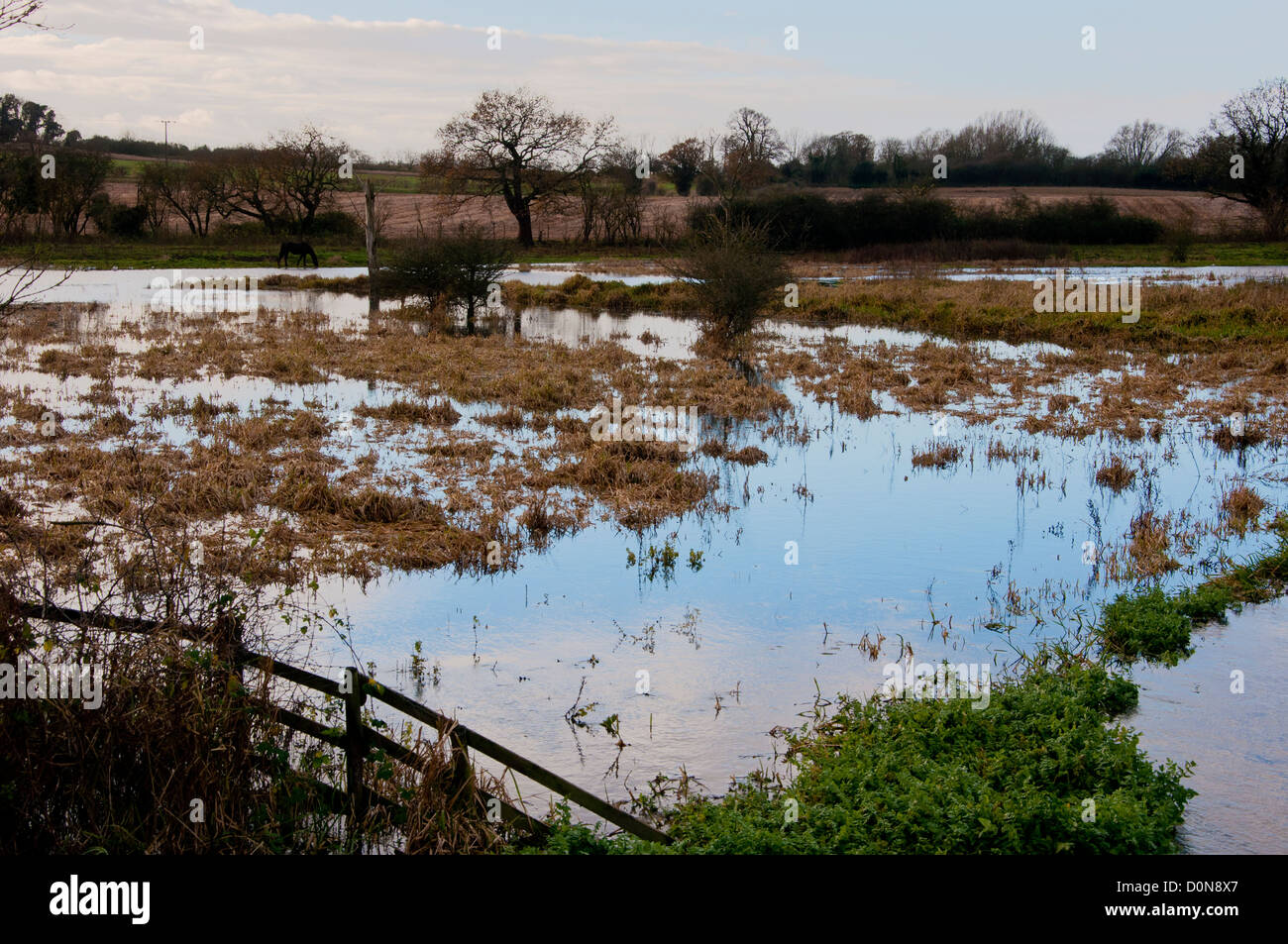 Cheval dans la rivière Yare Norfolk champ inondé Banque D'Images