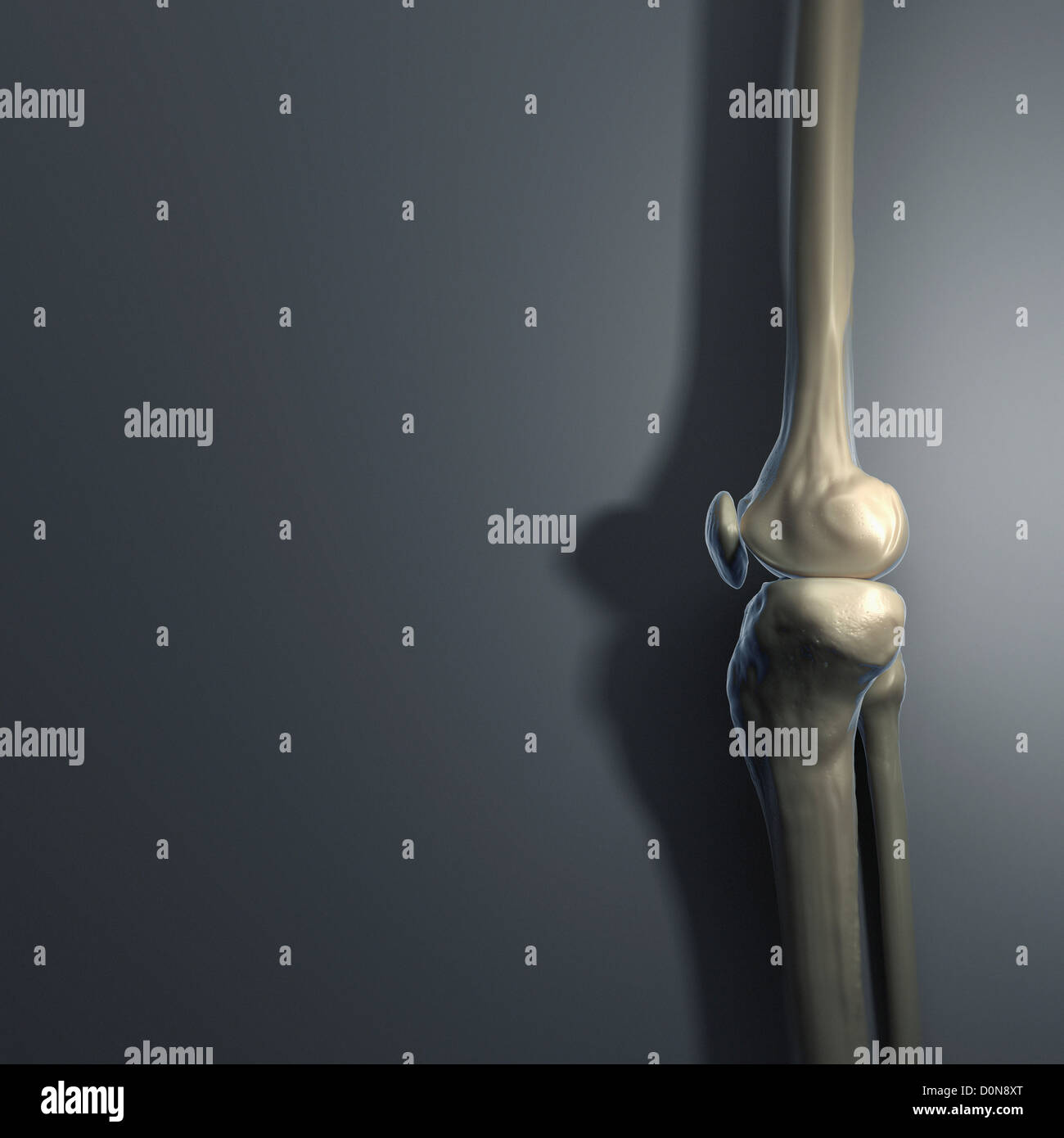 Les os du genou vu de côté sur un arrière-plan gris. Banque D'Images