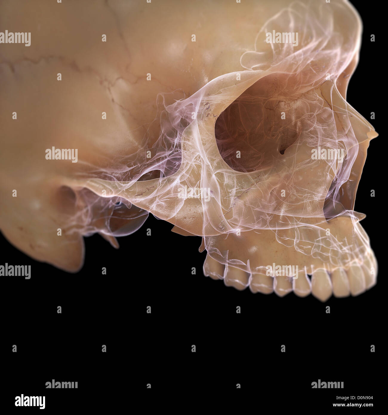 Un crâne humain sans la mâchoire inférieure. Les structures internes du crâne sont visibles avec un X-ray l'apparence. Banque D'Images