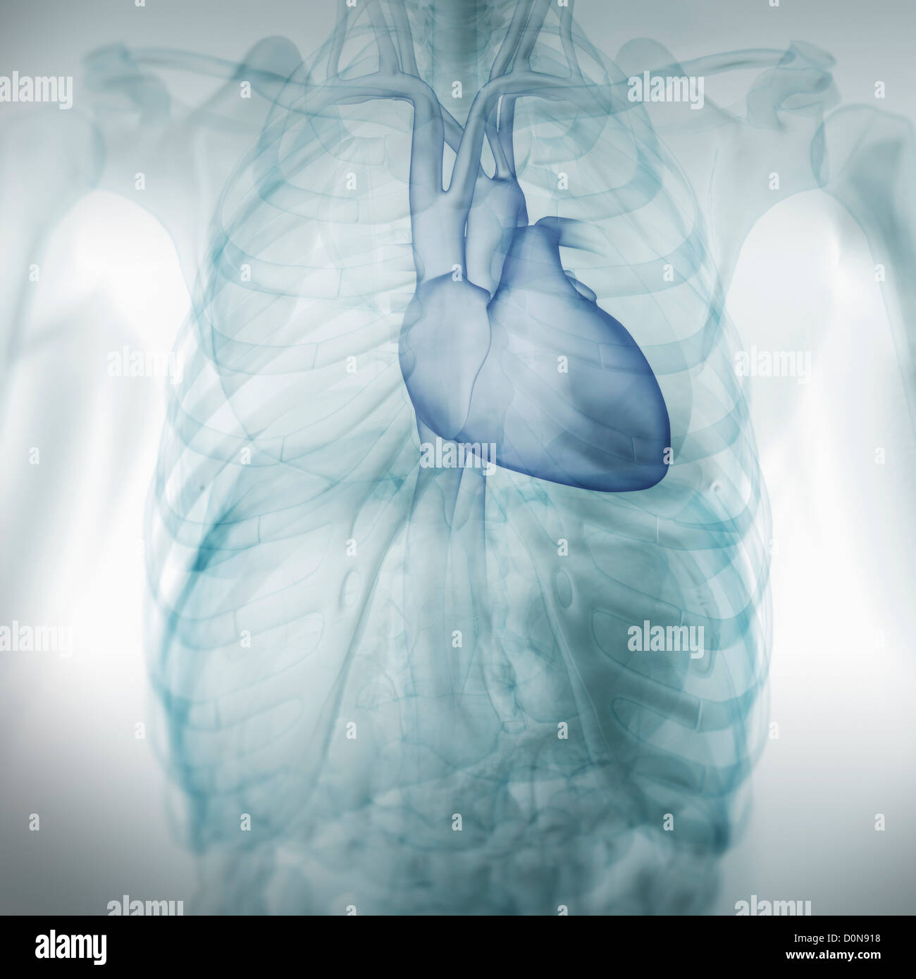 Vue avant du thorax avec l'anatomie du cœur en surbrillance. Banque D'Images