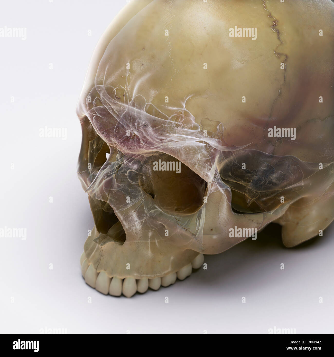 Un crâne humain sans la mâchoire inférieure sur une surface blanche. Les structures internes du crâne sont visibles avec un X-ray l'apparence. Banque D'Images