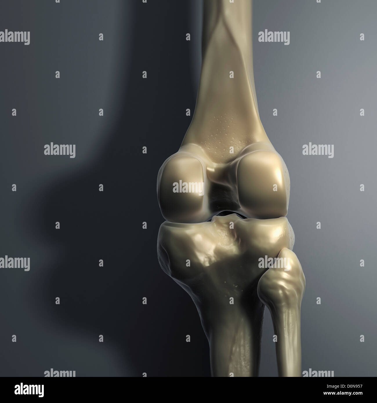 Les os du genou vu de l'arrière sur un arrière-plan gris. Banque D'Images