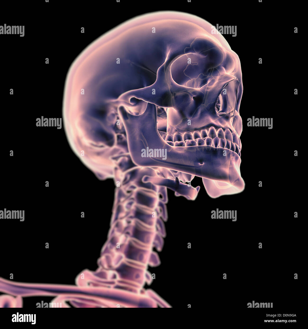 Les os de la tête et du cou est affiché dans un angle de trois-quarts. Banque D'Images