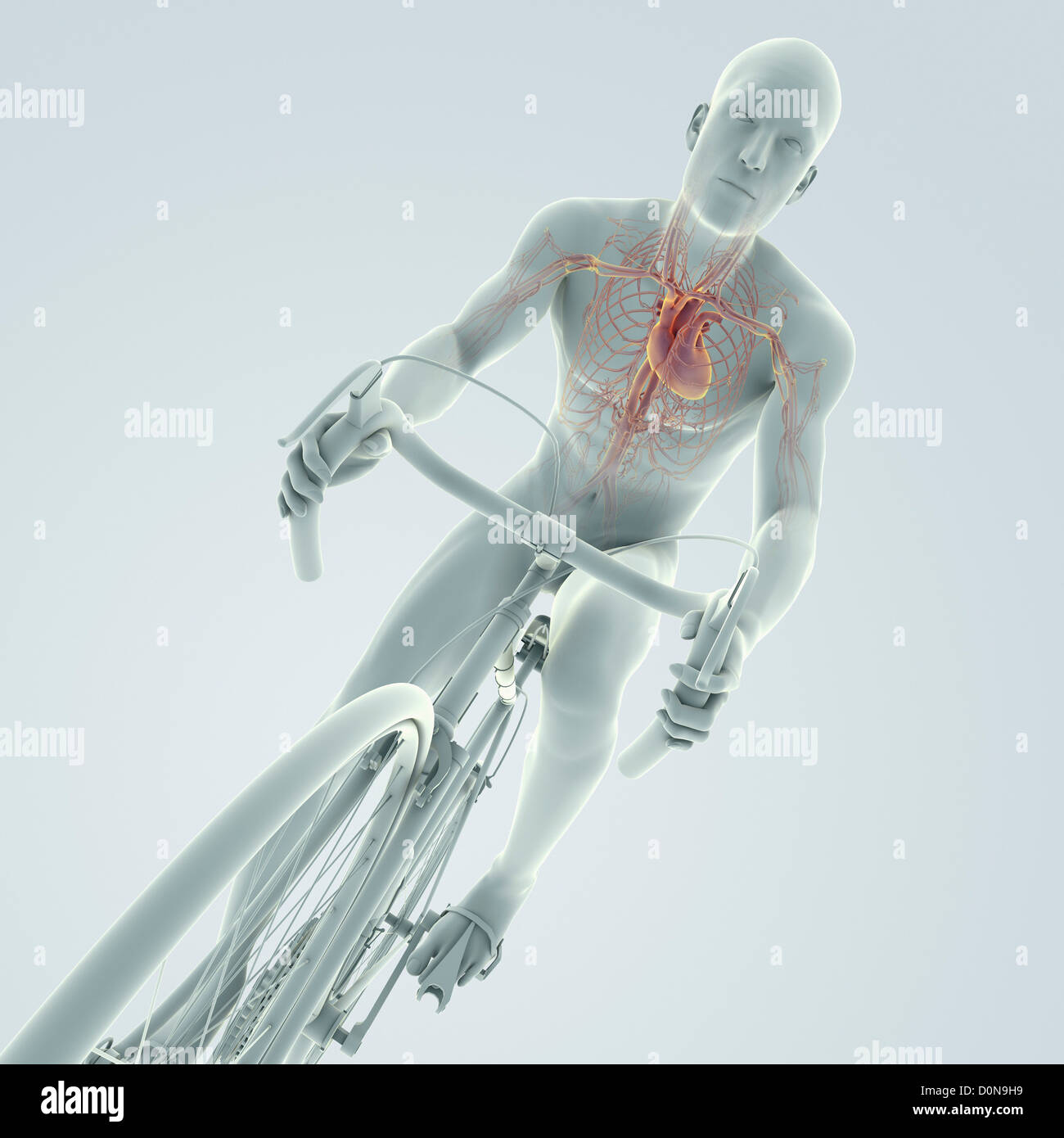 La figure masculine du vélo un vélo avec anatomie interne du cœur est visible dans la poitrine. Banque D'Images