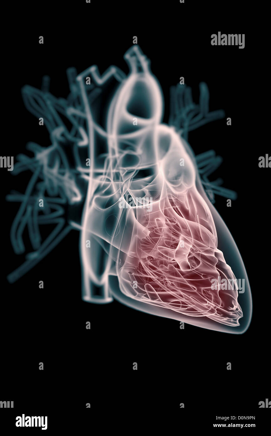 Un coeur humain transparent avec l'anatomie interne mis en évidence en rouge. Banque D'Images