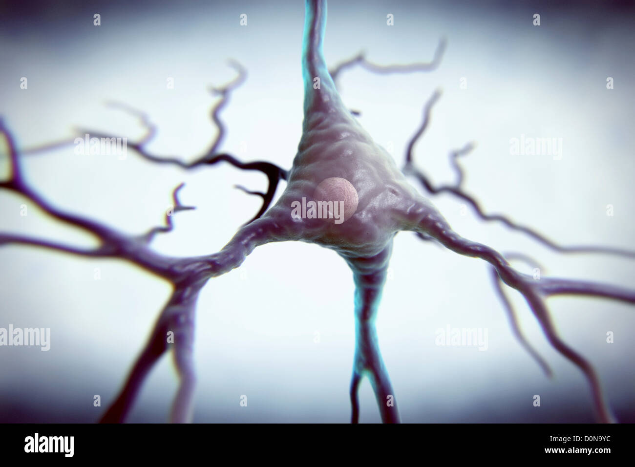 Les neurones pyramidaux ou des cellules pyramidales sont trouvés dans le cerveau des neurones de type y compris des régions telles que le cortex cérébral de l'Hippocampe Banque D'Images