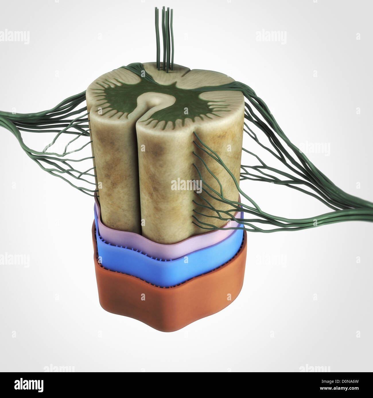 Une section de la moelle épinière isolé sur le fond blanc. Remarque La connexion de filaments de la racine dorsale et ventrale. Banque D'Images
