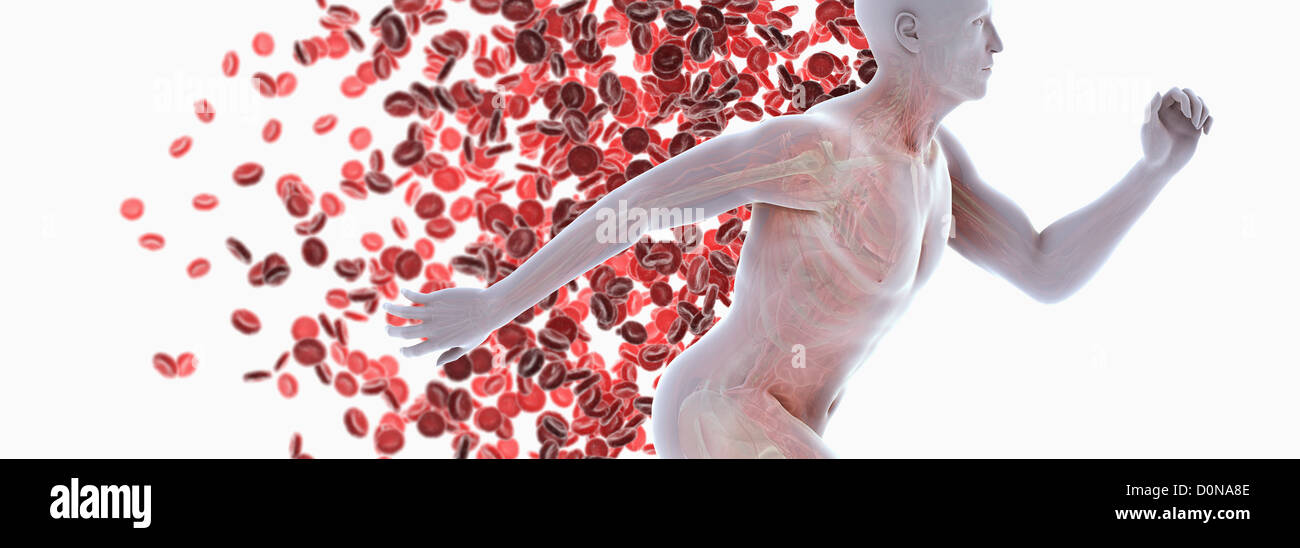 Une figure masculine sprint anatomie interne visible sur toile de globules rouges. Les globules rouges sont essentiels au transport Banque D'Images