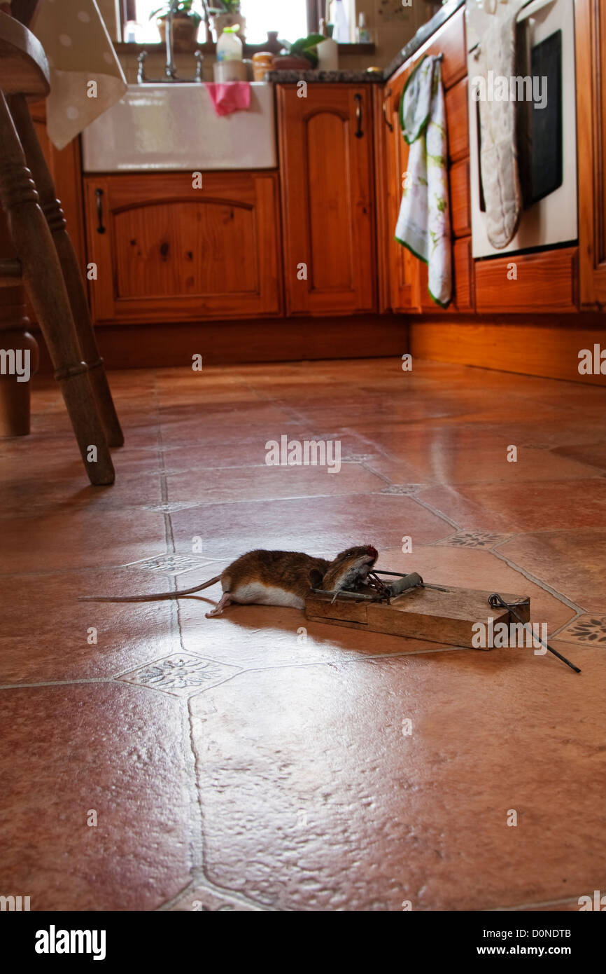 Une souris dans un piège dans une cuisine de la ferme Banque D'Images